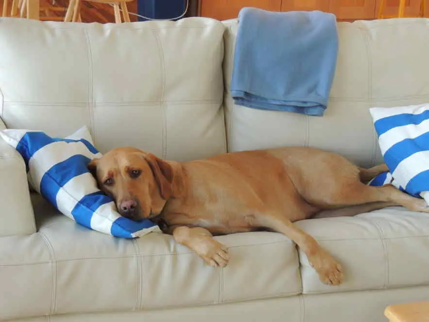 sad sleepy dog on sofa