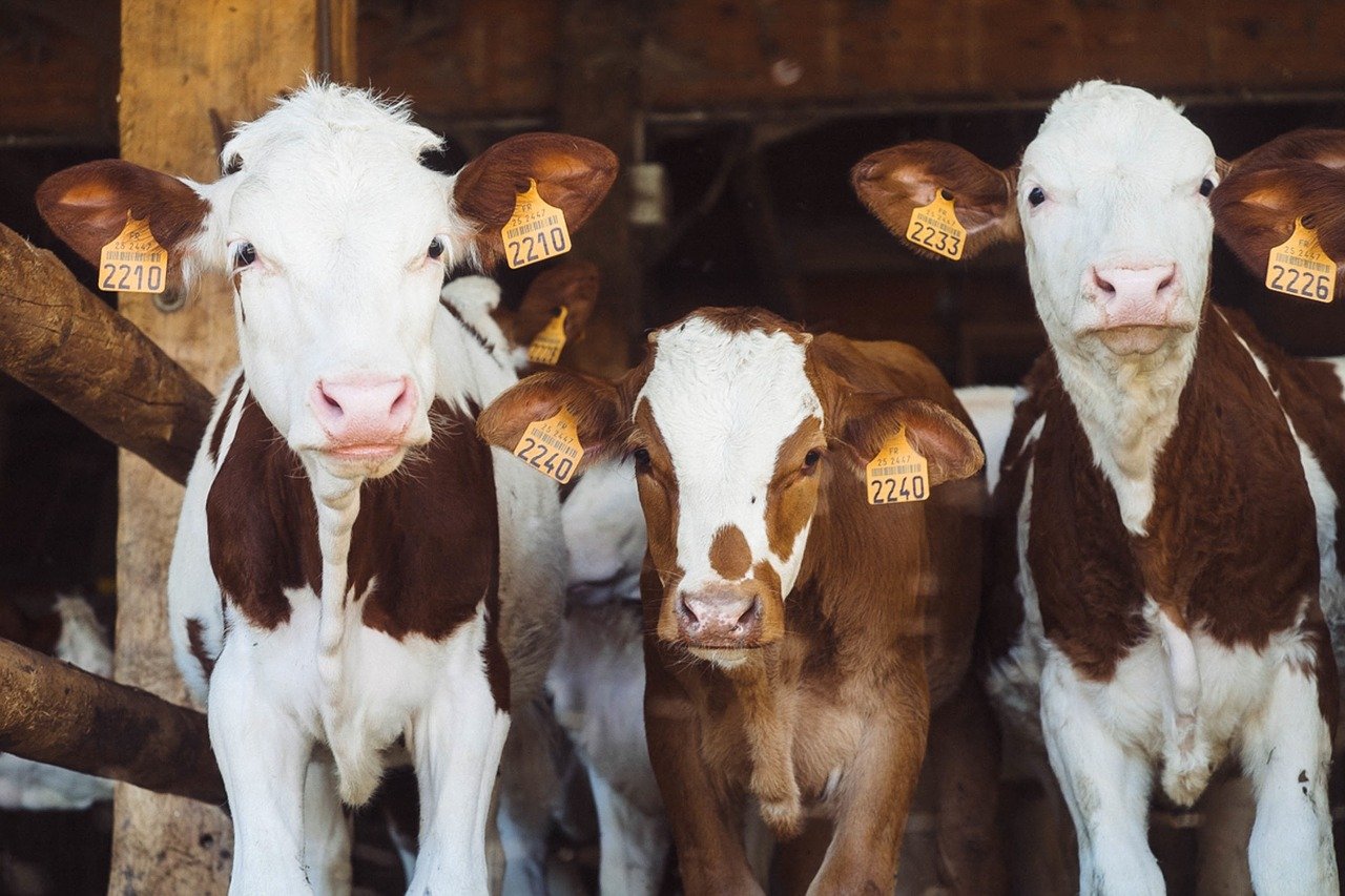 calves in farm barn